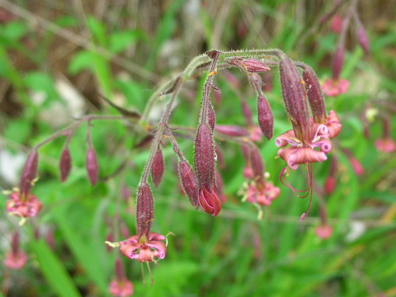 Silene nutans / Silene ciondola